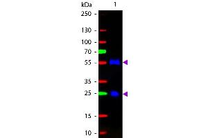 Western blot of Fluorescein conjugated Rabbit F(ab’)2 Anti-Goat IgG Pre-Adsorbed secondary antibody. (Lapin anti-Chévre IgG (Heavy & Light Chain) Anticorps (FITC) - Preadsorbed)