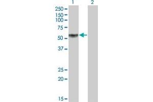 Western Blot analysis of KLF12 expression in transfected 293T cell line by KLF12 monoclonal antibody (M01), clone 3E4. (KLF12 anticorps  (AA 1-90))