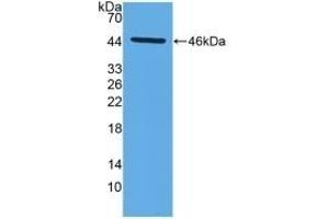 Detection of Recombinant MMP14, Mouse using Polyclonal Antibody to Matrix Metalloproteinase 14 (MMP14)
