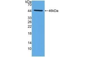 Detection of Recombinant MMP14, Mouse using Polyclonal Antibody to Matrix Metalloproteinase 14 (MMP14) (MMP14 anticorps  (AA 121-487))
