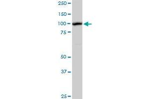 AHI1 MaxPab rabbit polyclonal antibody. (AHI1 anticorps  (AA 1-609))