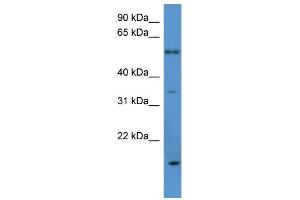 WB Suggested Anti-OR2J2 Antibody Titration: 0. (OR2J2 anticorps  (C-Term))