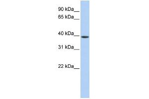 WB Suggested Anti-GNAO1 Antibody Titration: 0. (GNAO1 anticorps  (Middle Region))