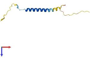 AlphaFold protein structure predicition of Human Recombinant FXYD7 Protein, UniprotID P58549