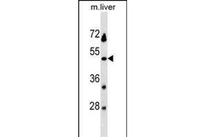 KLKBL4 Antibody (C-term) (ABIN1537167 and ABIN2838281) western blot analysis in mouse liver tissue lysates (35 μg/lane). (PRSS54 anticorps  (C-Term))