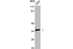 Western Blot analysis of K562 cells using p35 Polyclonal Antibody (CDK5R1 anticorps  (N-Term))