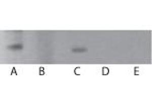 TLR7 Western Blot.