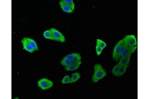 Immunofluorescence staining of HepG2 cells with ABIN7146968 at 1:142, counter-stained with DAPI.