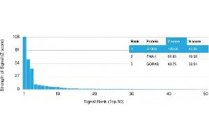 Analysis of Protein Array containing more than 19,000 full-length human proteins using S100B Mouse Recombinant Monoclonal Antibody (rS100B/1012).