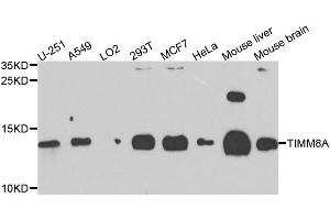 Western blot analysis of extracts of various cell lines, using TIMM8A antibody. (TIMM8A/DDP anticorps)