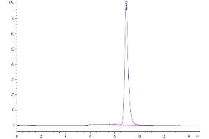 The purity of Human IL-21R is greater than 95 % as determined by SEC-HPLC. (IL21 Receptor Protein (AA 20-232) (His tag))