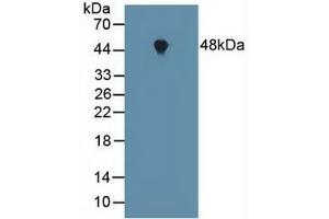 Western blot analysis of Mouse Heart Tissue. (FNTA anticorps  (AA 51-366))