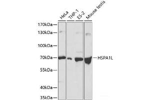 Western blot analysis of extracts of various cell lines using HSPA1L Polyclonal Antibody at dilution of 1:500. (HSPA1L anticorps)