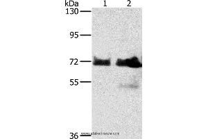 Western blot analysis of Hela and Raji cell, using BRAF Polyclonal Antibody at dilution of 1:400 (BRAF anticorps)