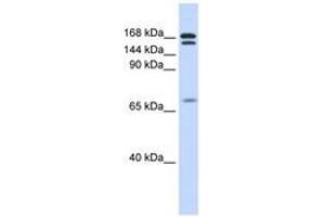 Image no. 1 for anti-Cut-Like Homeobox 2 (CUX2) (AA 432-481) antibody (ABIN6743456) (CUX2 anticorps  (AA 432-481))