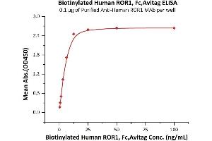 Immobilized Purified A ROR1 MAb at 1 μg/mL (100 μL/well) can bind Biotinylated Human / Cynomolgus / Rhesus macaque ROR1, Fc,Avitag (ABIN3137680,ABIN5674024) with a linear range of 0.