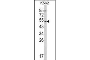 Western blot analysis of CYP2E1 Antibody (C-term) (ABIN652585 and ABIN2842392) in K562 cell line lysates (35 μg/lane). (CYP2E1 anticorps  (C-Term))