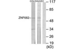 Western Blotting (WB) image for anti-Zinc Finger Protein 682 (ZNF682) (AA 21-70) antibody (ABIN2889366) (ZNF682 anticorps  (AA 21-70))