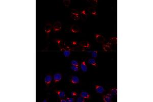 Confocal immunofluorescence analysis of Hela cells using USO1 antibody (ABIN7271235) at dilution of 1:200. (USO1 anticorps  (AA 663-962))