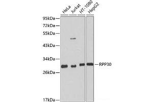 Western blot analysis of extracts of various cell lines using RPP30 Polyclonal Antibody at dilution of 1:1000. (RPP30 anticorps)