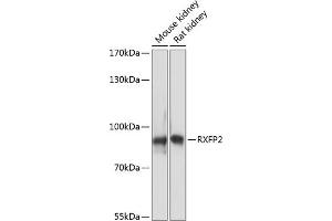 Western blot analysis of extracts of various cell lines, using RXFP2 antibody (ABIN7269908) at 1:3000 dilution. (RXFP2 anticorps  (AA 80-180))