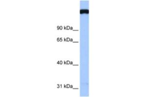 Western Blotting (WB) image for anti-TAF1 RNA Polymerase II, TATA Box Binding Protein (TBP)-Associated Factor, 250kDa (TAF1) antibody (ABIN2460481) (TAF1 anticorps)
