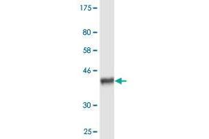 Western Blot detection against Immunogen (36.