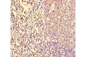 Immunohistochemistry of paraffin-embedded human tonsil tissue using ABIN7161762 at dilution of 1:100 (NFIX anticorps  (AA 201-440))