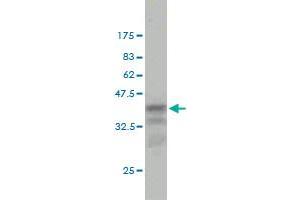 Western Blot detection against Immunogen (37.