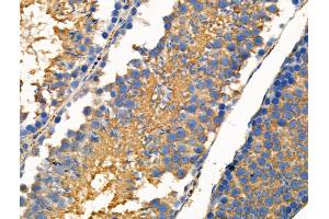 Phospho-FGF23 (Ser212) Antibody at 1/100 staining Mouse testis tissue by IHC-P. (FGF23 anticorps  (pSer212))