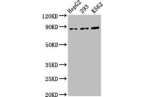 Western Blot Positive WB detected in: HepG2 whole cell lysate, 293 whole cell lysate, K562 whole cell lysate All lanes: CDH7 antibody at 5. (Cadherin 7 anticorps  (AA 146-296))