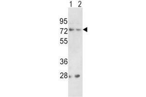 Western blot analysis of PCSK2 antibody and (1) 293 and (2) K562 lysate (PCSK2 anticorps  (AA 318-346))