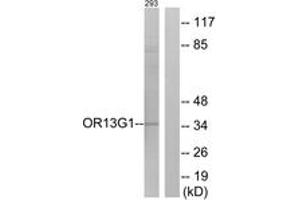 Western Blotting (WB) image for anti-Olfactory Receptor, Family 13, Subfamily G, Member 1 (OR13G1) (AA 241-290) antibody (ABIN2890967) (OR13G1 anticorps  (AA 241-290))