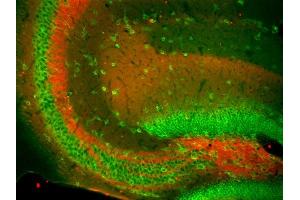 Immunofluorescence staining of hippocampal CA3 of adult WT and Slo1 KO mice with L6/60 (red) and Kv2.