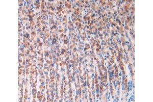 IHC-P analysis of stomach tissue, with DAB staining. (IL1R1 anticorps  (AA 119-217))