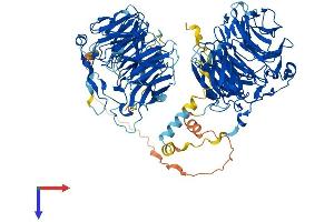 AlphaFold protein structure predicition of Human Recombinant CORO7 Protein, UniprotID P57737