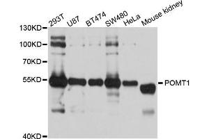 Western blot analysis of extracts of various cell lines, using POMT1 antibody (ABIN5998570) at 1/1000 dilution. (POMT1 anticorps)
