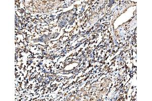 IHC analysis of RPL32 using anti-RPL32 antibody (ABIN7601826). (RPL32 anticorps  (AA 48-129))