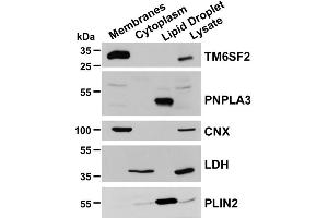Female C57Bl/N mice (14 weeks old) were fed a high sucrose diet for 2 weeks.