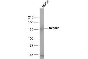 MDCK cell lysates, probed with Nephrin Polyclonal Antibody, unconjugated at 1:500 overnight at 4°C followed by a conjugated secondary antibody for 60 minutes at 37°C. (Nephrin anticorps  (AA 451-550))