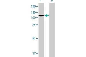 Western Blot analysis of DDX11 expression in transfected 293T cell line by DDX11 MaxPab polyclonal antibody. (DDX11 anticorps  (AA 1-970))