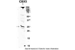Western Blotting (WB) image for anti-Chromobox Homolog 5 (CBX5) (Middle Region) antibody (ABIN182588) (CBX5 anticorps  (Middle Region))
