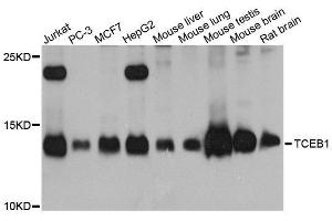 Western blot analysis of extracts of various cell lines, using TCEB1 antibody. (TCEB1 anticorps  (AA 1-112))