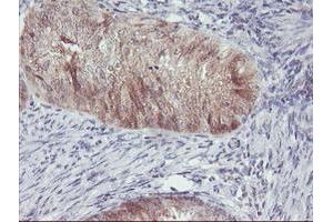 Image no. 11 for anti-Aminoacylase 1 (ACY1) antibody (ABIN1496455) (Aminoacylase 1 anticorps)