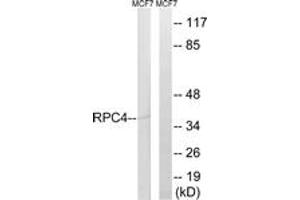 Western Blotting (WB) image for anti-Polymerase (RNA) III (DNA Directed) Polypeptide D, 44kDa (POLR3D) (AA 281-330) antibody (ABIN2890275) (POLR3D anticorps  (AA 281-330))