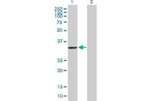 Western Blot analysis of AKR7A2 expression in transfected 293T cell line by AKR7A2 MaxPab polyclonal antibody. (AKR7A2 anticorps  (AA 1-330))