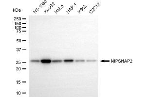 Western blotting analysis using NIPSNAP2 antibody (ABIN7798724). (GBAS anticorps)