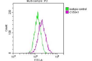 Overlay histogram showing Hela cells stained with ABIN7127853 (red line) at 1:50.