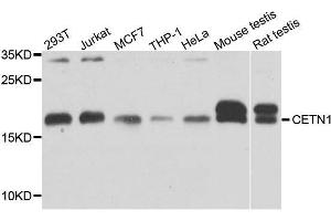 Western blot analysis of extracts of various cell lines, using CETN1 antibody. (Centrin 1 anticorps  (AA 1-172))