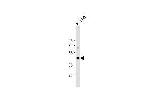 Anti-ALDH3A1 Antibody (Center) at 1:1000 dilution + human lung lysate Lysates/proteins at 20 μg per lane. (ALDH3A1 anticorps  (AA 254-284))